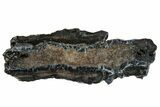 Mammoth Molar Slice With Case - South Carolina #291186-1